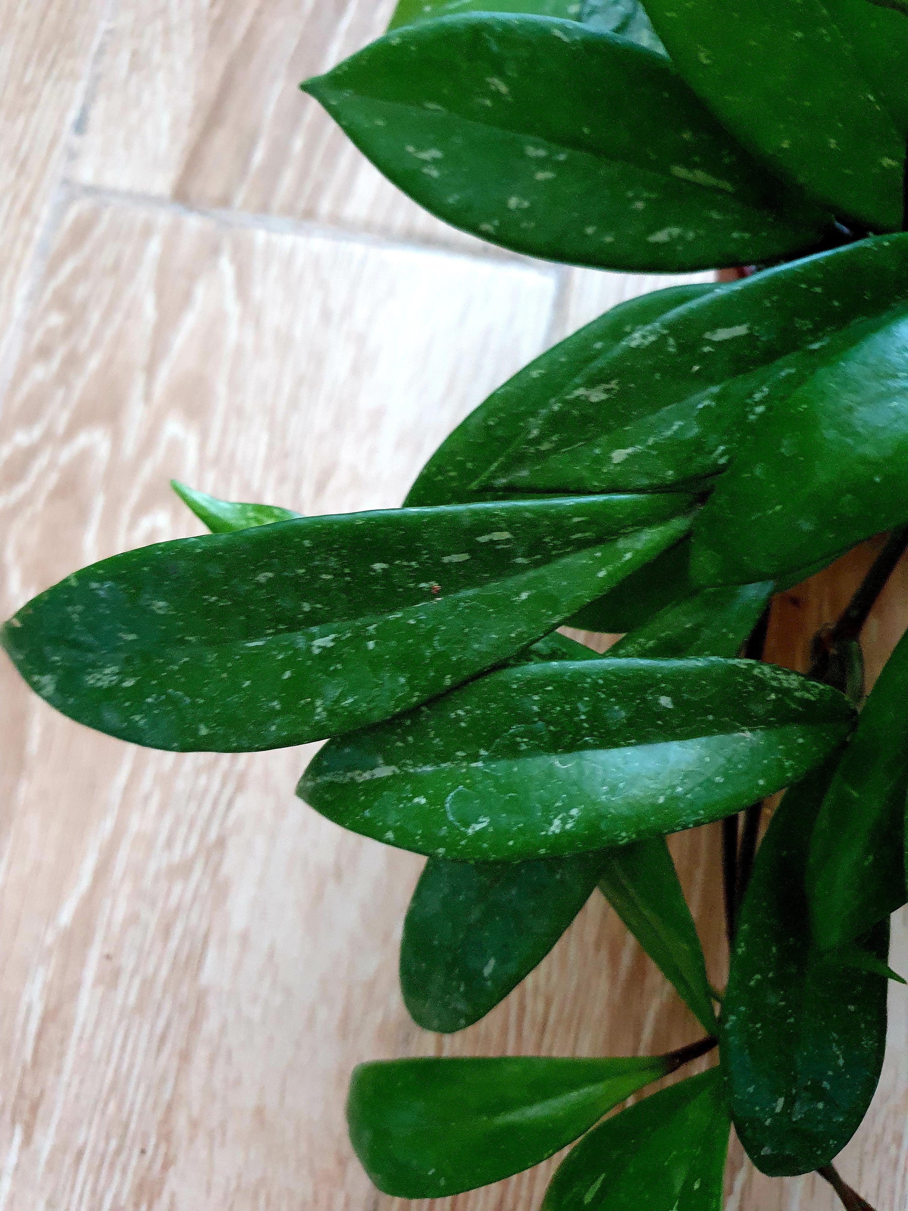 Hoya Pubicalyx - Plant Studio LLC