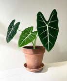 Alocasia Frydek in brown pot - Plant Studio LLC