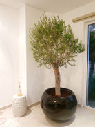 Round Fiber Glass Pot - Plant Studio LLC