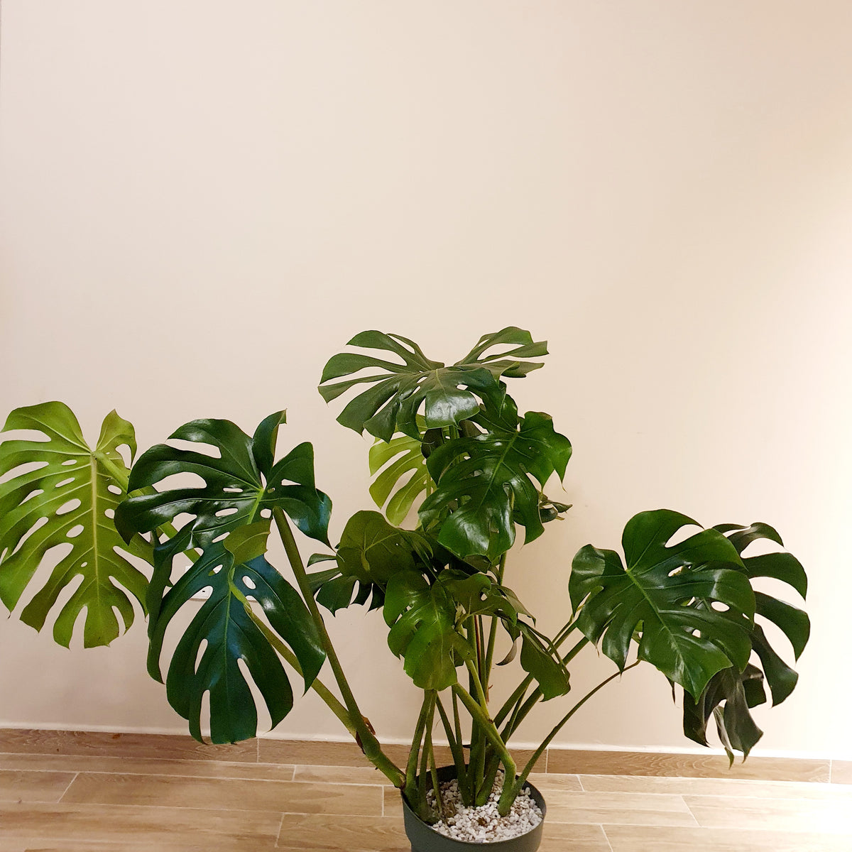 monstera plant dubai Monstera Deliciosa Large Form – Plant Studio LLC