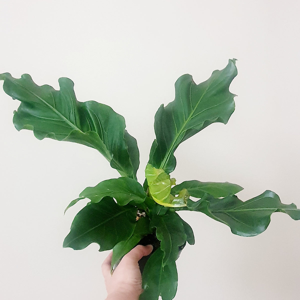 indoor wave of love plant Anthurium Plowmanii 'Wave of Love' – Plant Studio LLC