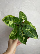 Rare Syngonium Panda - Plant Studio LLC