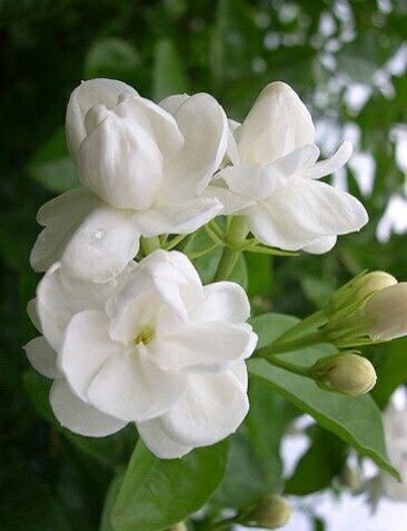 Jasminum Sambac 'Sampaguita, - Plant Studio LLC