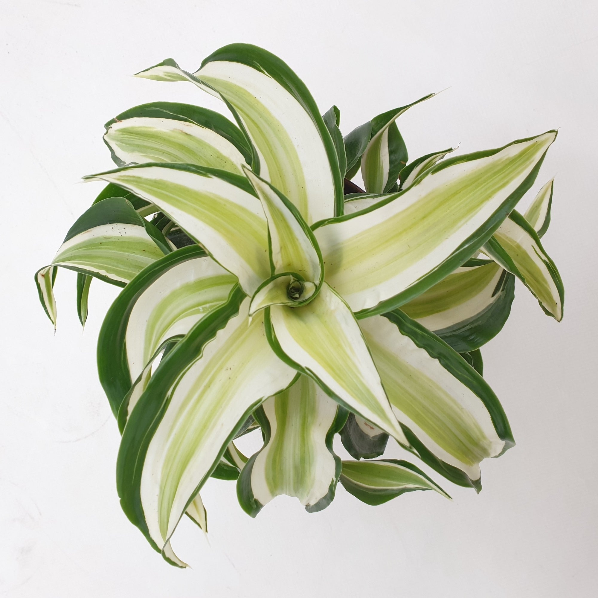 Dracaena Malaika Curly - Plant Studio LLC