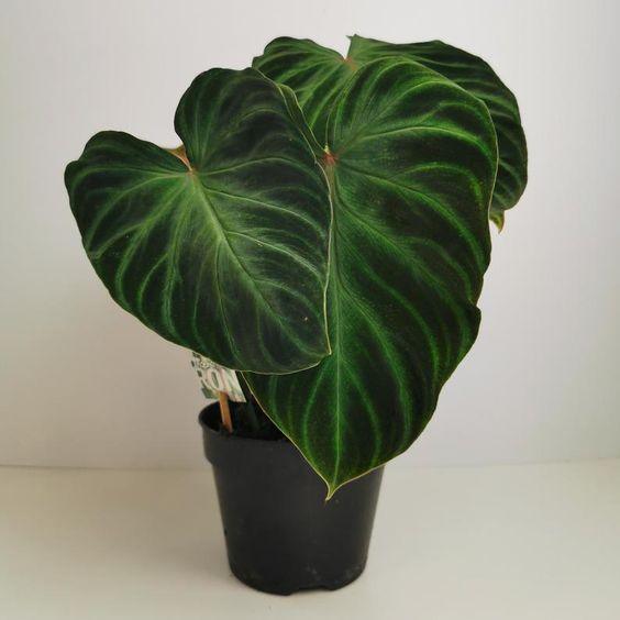 Philodendron Verrucosom - Plant Studio LLC