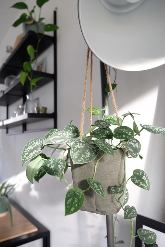 Scindapsus Pictus Argyraeu - Plant Studio LLC