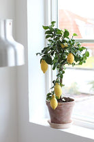 Citrus Lemon Meyer Tree - Dwarf - Plant Studio LLC