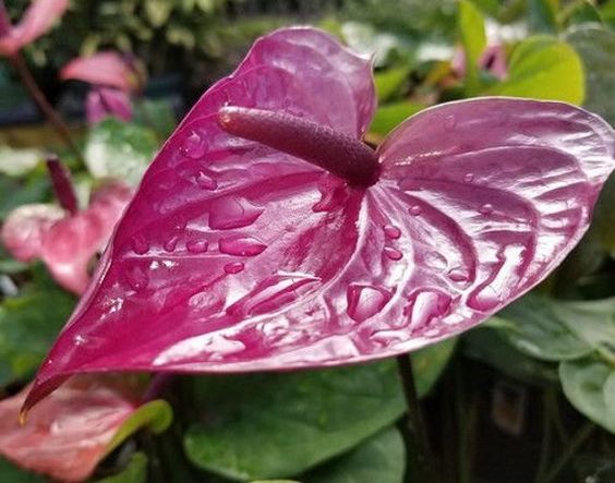 Anthurium Purple - Plant Studio LLC