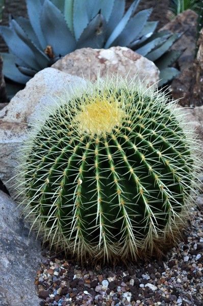 Echinocactus Grusonii 'Golden Barrel Cactus' - Plant Studio LLC