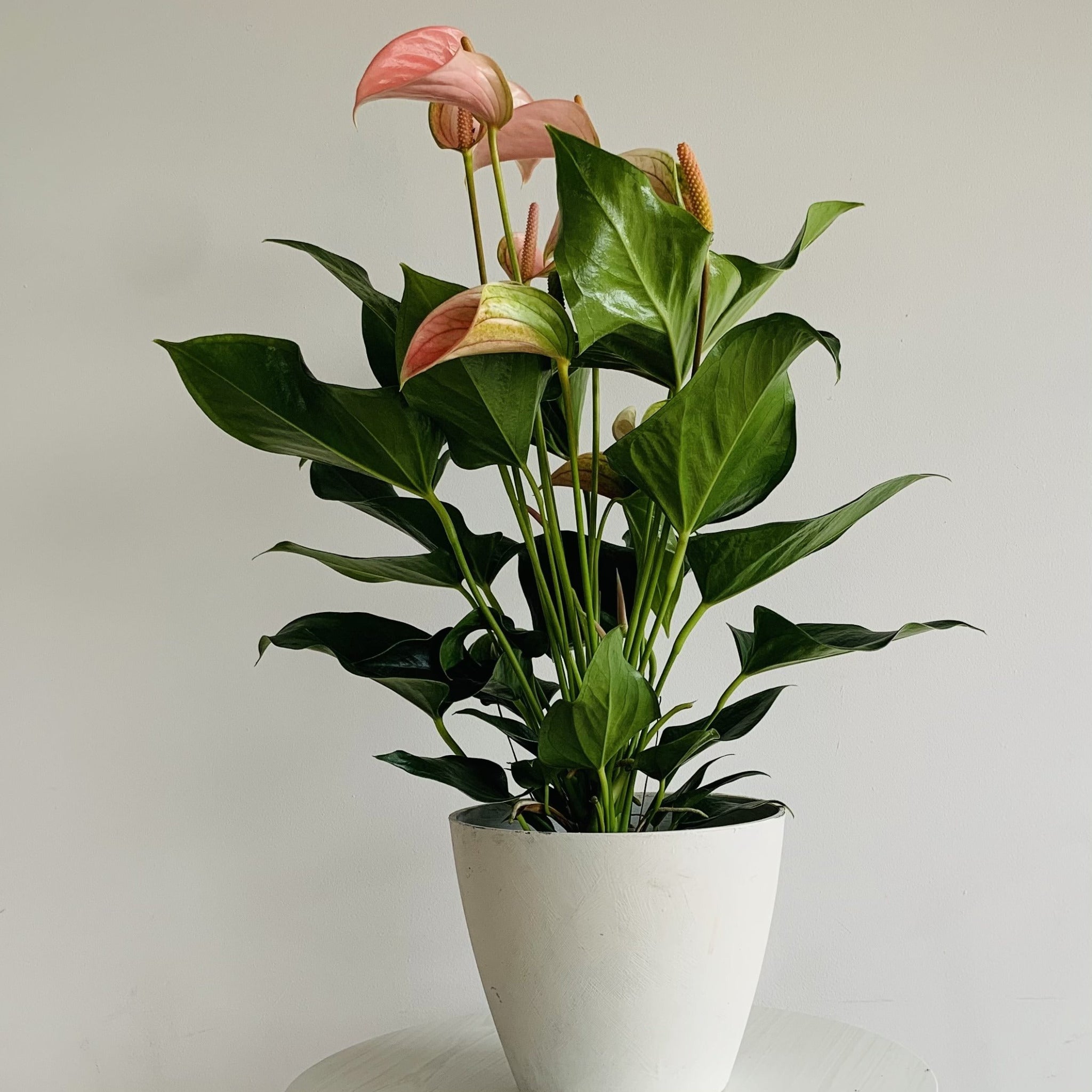 Anthurium Joli Pulse - Plant Studio LLC