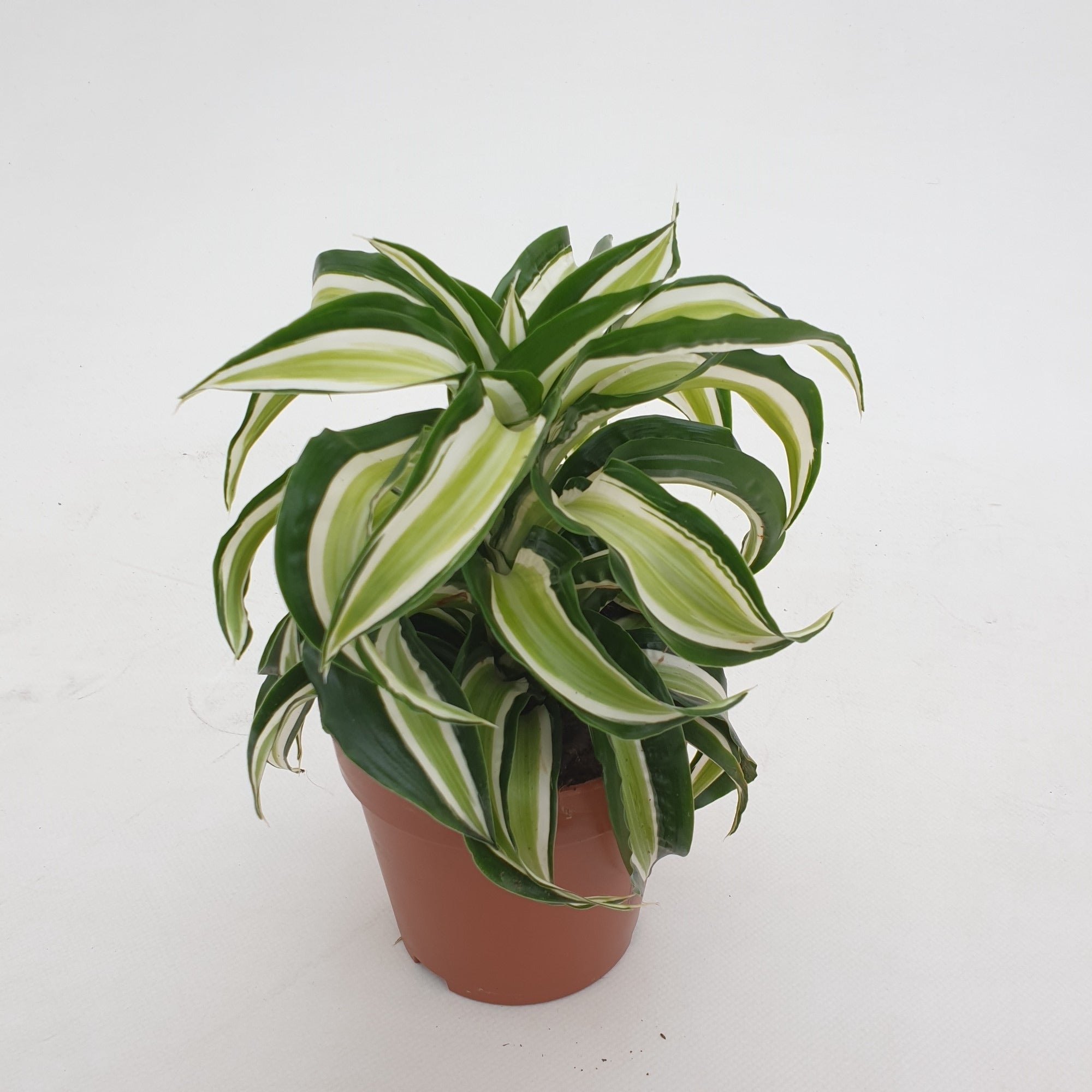 Dracaena Malaika Curly - Plant Studio LLC