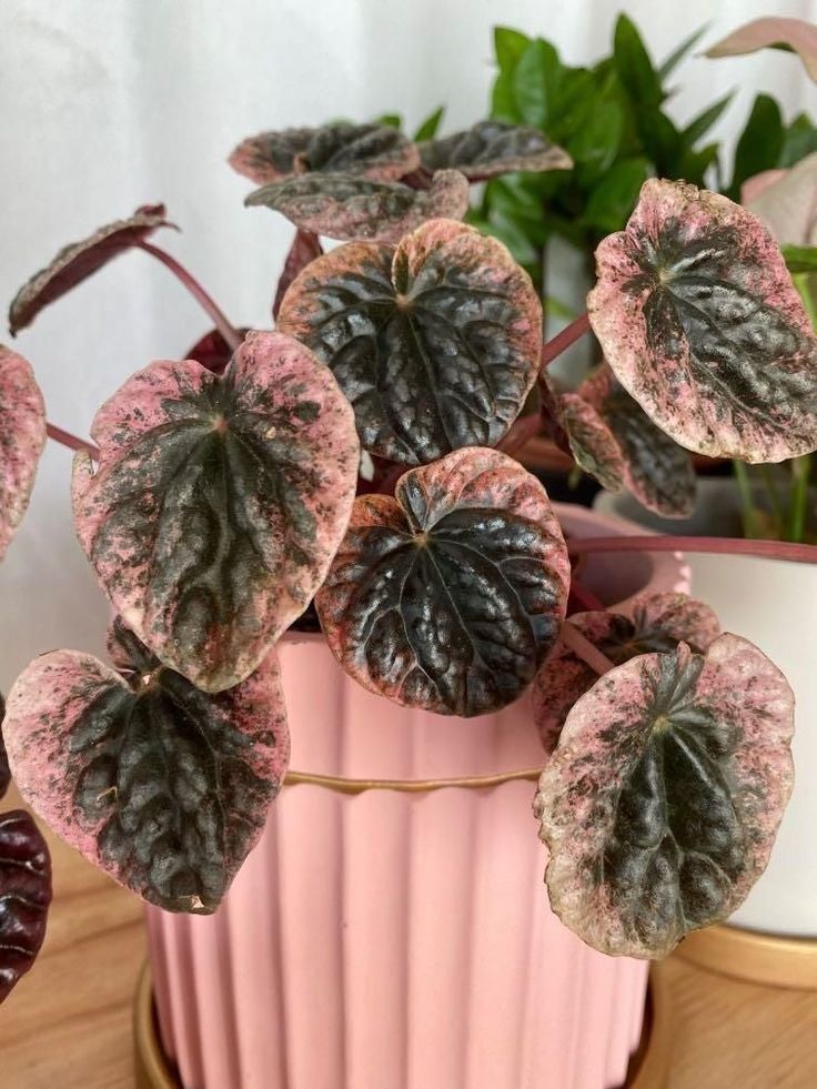 Peperomia Abricos - Plant Studio LLC