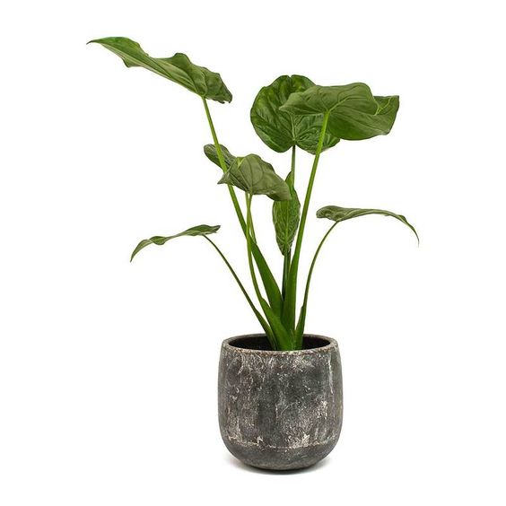 Alocasia Cucullata 'Buddha's Hand' in gray textured pot - Plant Studio LLC