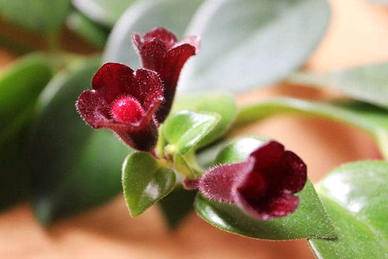 Aeschynanthus 'Japhrolepis' Mona Lisa Lipstick Plant Plant Studio LLC