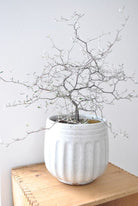 Corokia Maori Silver - Plant Studio LLC
