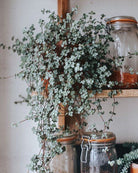 Pilea Glauca Greysy 'Silver Sparkle' - Plant Studio LLC