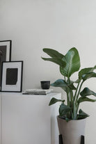 Strelitzia Nicolai Bird of Paradise - Plant Studio LLC