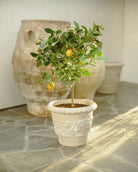 Citrus Lemon Meyer Tree - Dwarf - Plant Studio LLC