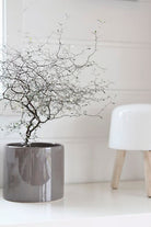 Corokia Maori Silver - Plant Studio LLC