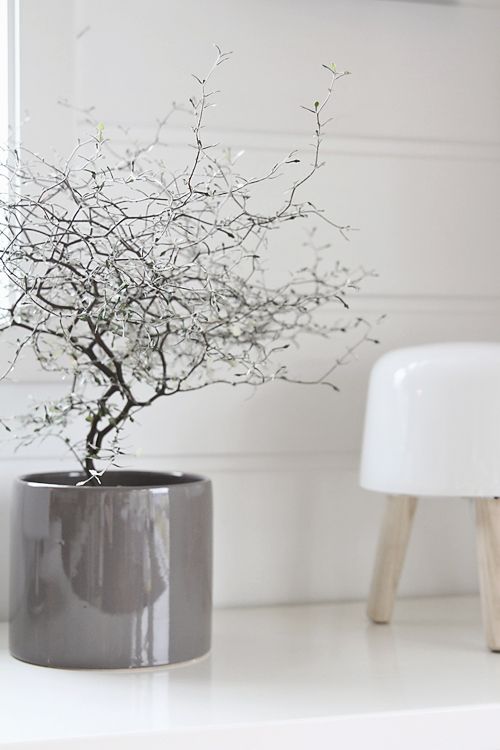 Corokia Maori Silver - Plant Studio LLC