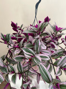 Tradescantia Nanouk in hanging pot - Plant Studio LLC