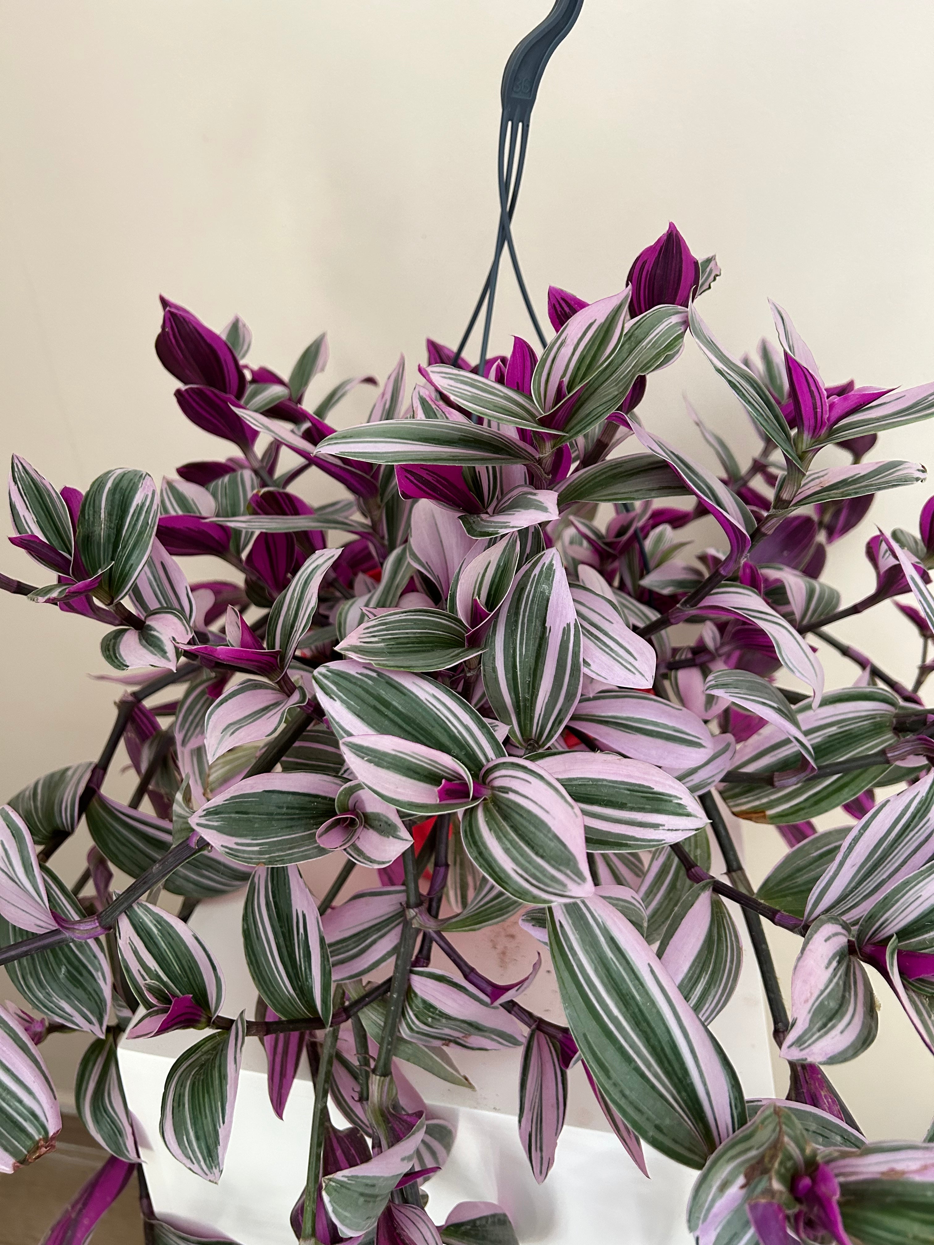 Tradescantia Nanouk in hanging pot - Plant Studio LLC