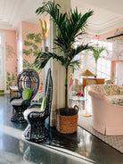 Veitchia 'Manila' Palm - Plant Studio LLC