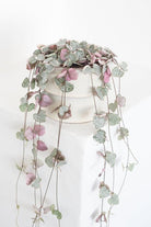 Ceropegia Woodii 'Variegated String of Hearts' White/Pink - Plant Studio LLC