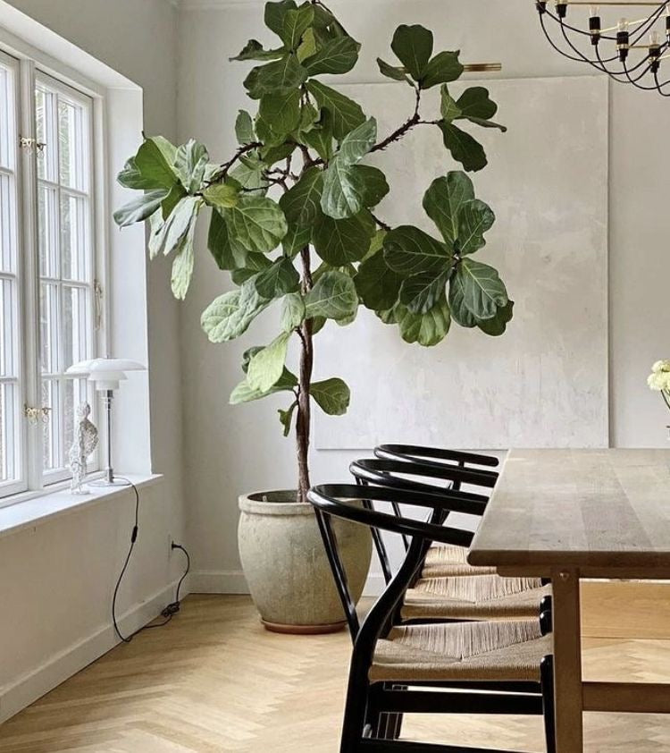 Ficus Lyrata Multibranched - Loose - Plant Studio LLC
