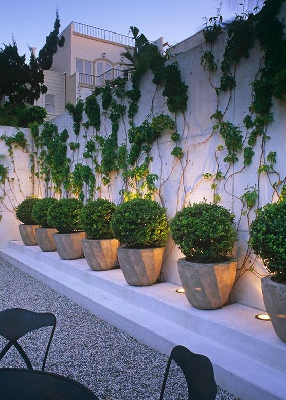 Ehretia Microphylla Ball - Plant Studio LLC