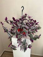 Tradescantia Nanouk in hanging pot - Plant Studio LLC
