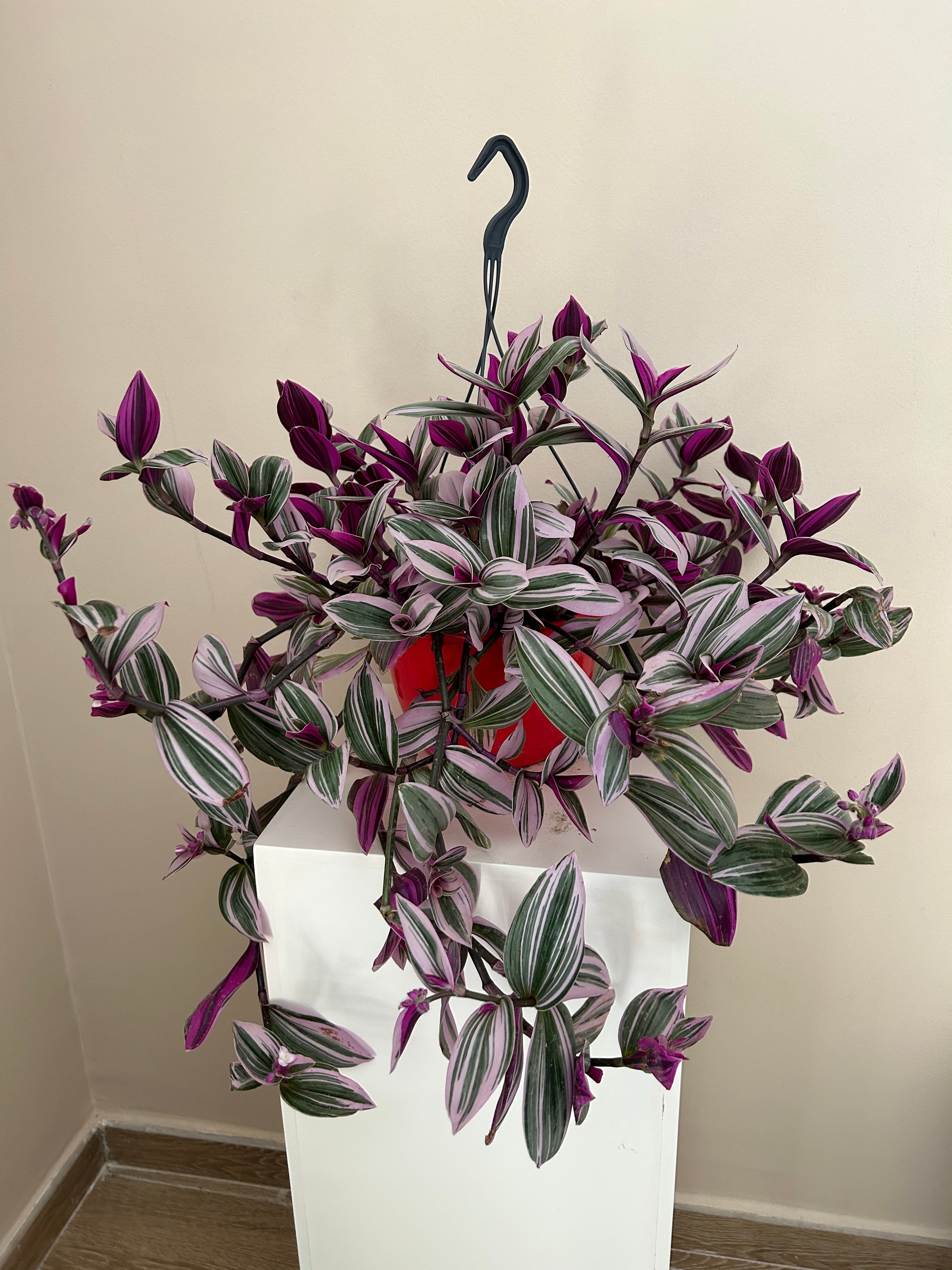 Tradescantia Nanouk in hanging pot - Plant Studio LLC
