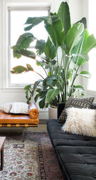 Strelitzia Nicolai 'Bird of Paradise' Large Splits - Plant Studio LLC