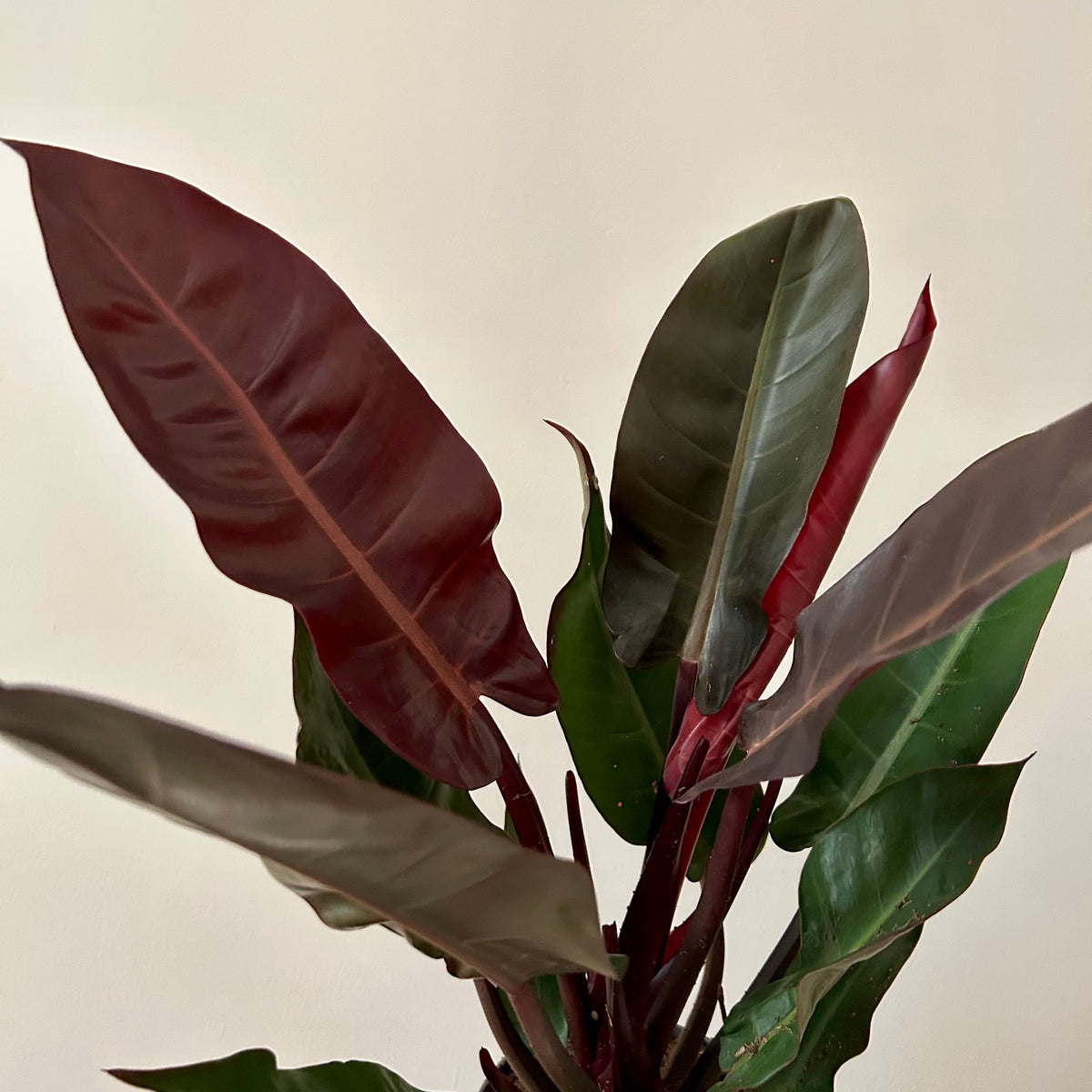 philodendron starfire Philodendron Starfire – Plant Studio LLC