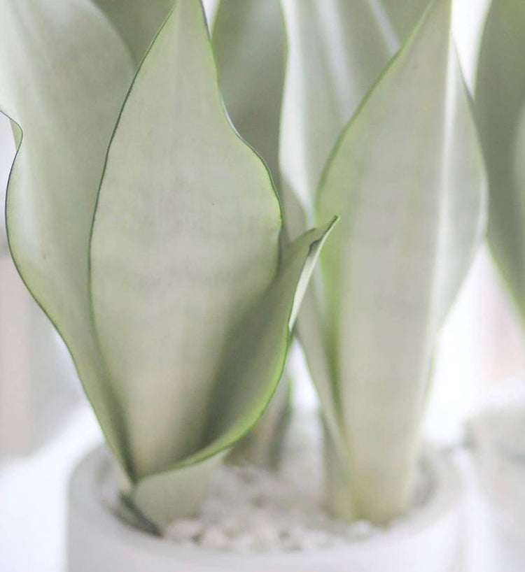 Sansevieria Moonshine - Plant Studio LLC