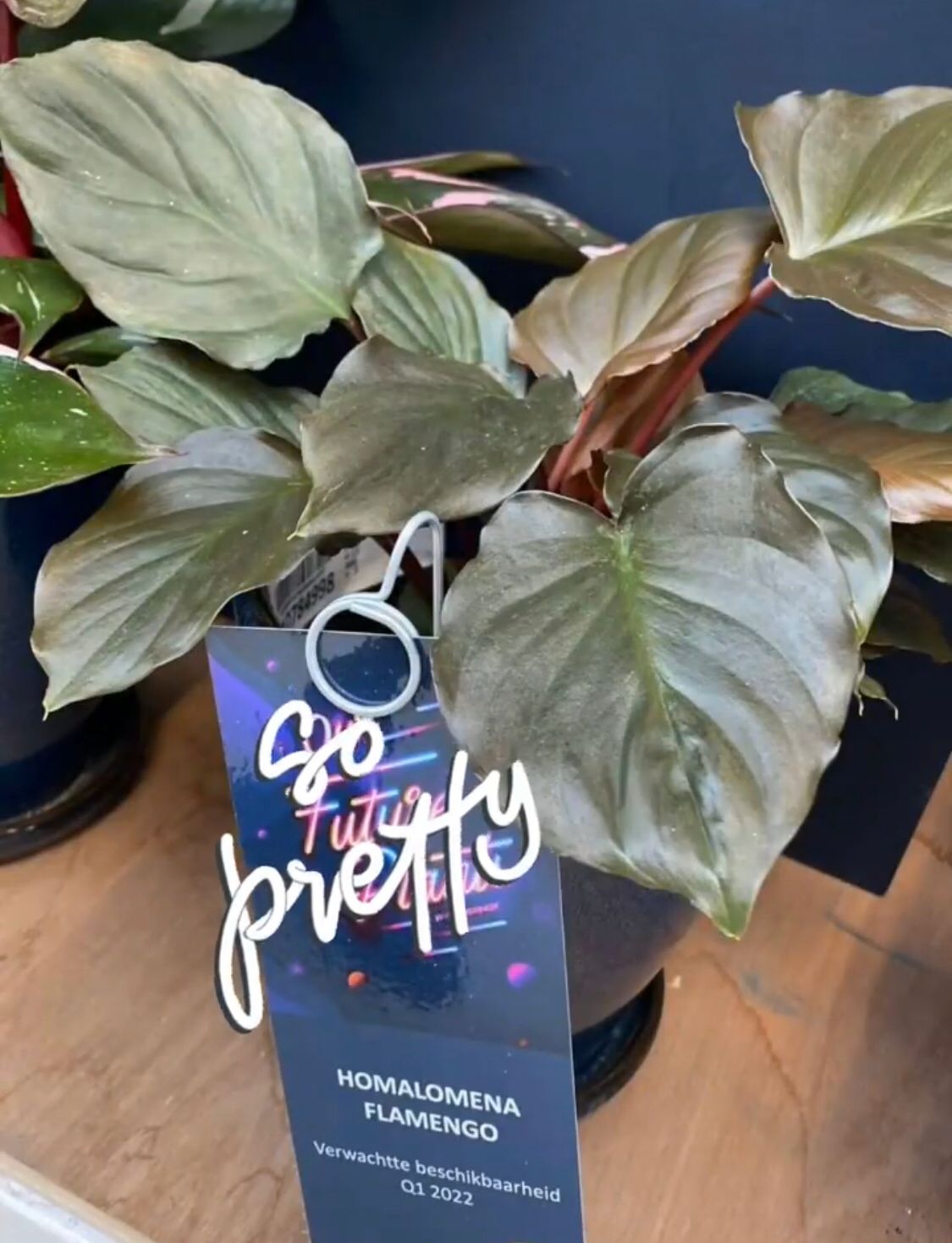 Homalomena Rubescens 'Maggy' Flaming Red - Plant Studio LLC