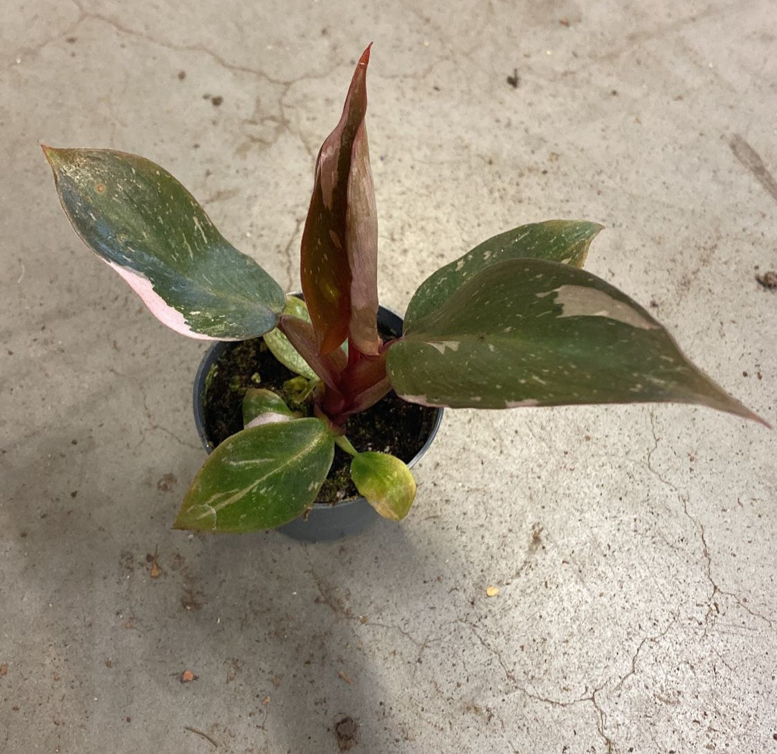 Philondendron Pink Princess - Mini - Plant Studio LLC