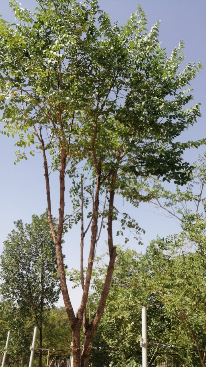 Millingtonia Hortensis 'Indian Cork Tree' - Plant Studio LLC
