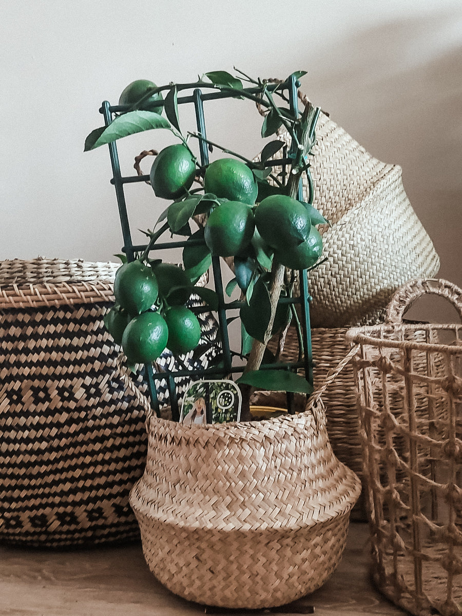 Lemon in Trellis Plant Studio LLC TRN 100565690300003