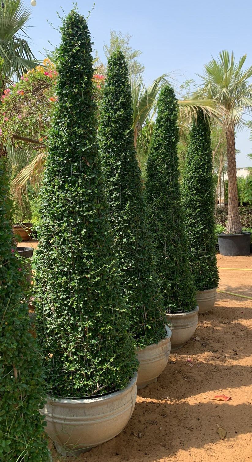 Ehrethia Cone - Plant Studio LLC