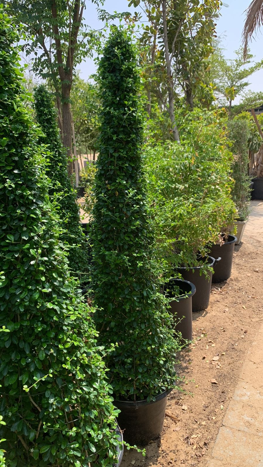 Ehrethia Cone - Plant Studio LLC