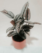 Calathea White Star - Plant Studio LLC