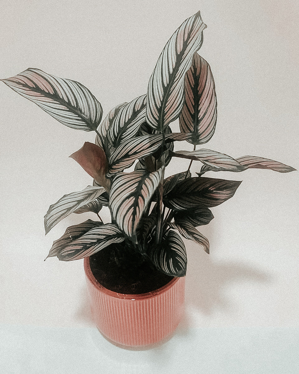 Calathea White Star - Plant Studio LLC