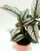 Calathea White Star - Plant Studio LLC