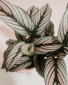 Calathea White Star - Plant Studio LLC