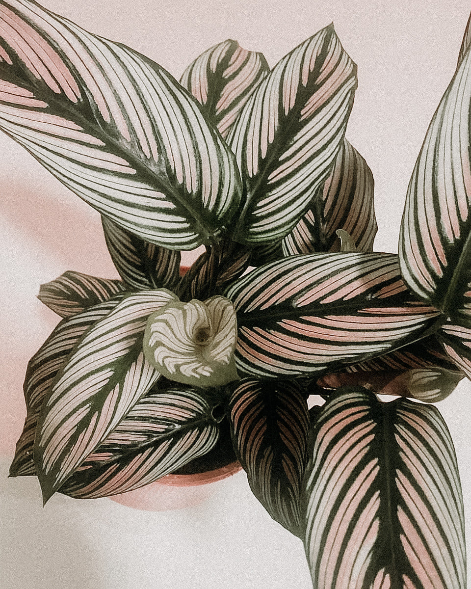 Calathea White Star - Plant Studio LLC