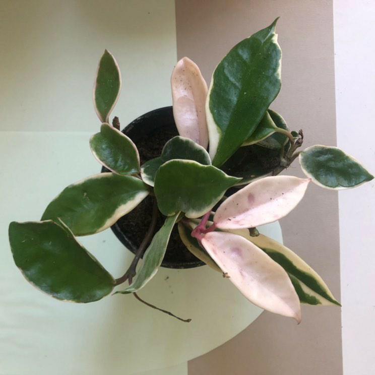 Hoya Carnosa Compacta – Plant Studio LLC | TRN 100565690300003