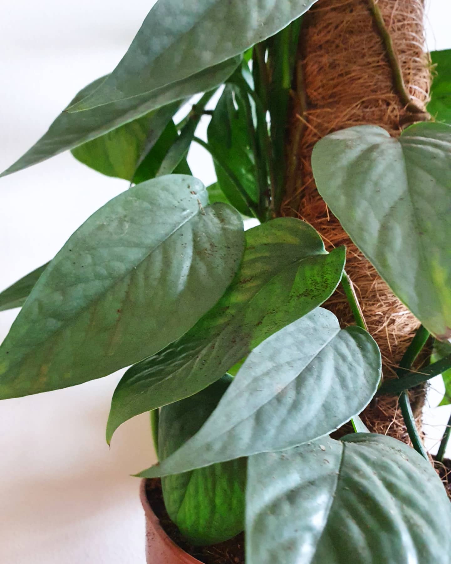 Epipremnum Pinnatum 'Cebu Blue' in Moss Pole - Plant Studio LLC