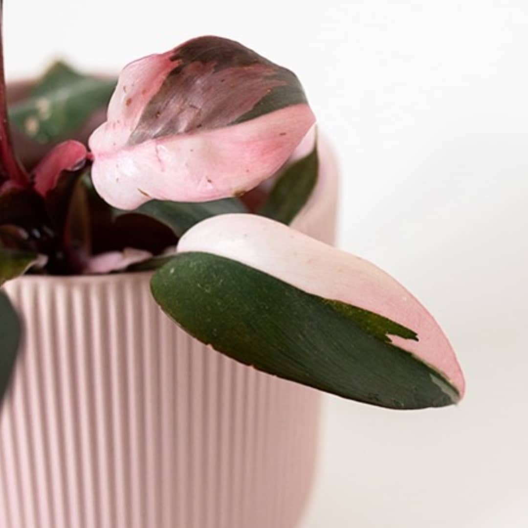 Philondendron Pink Princess - Mini - Plant Studio LLC