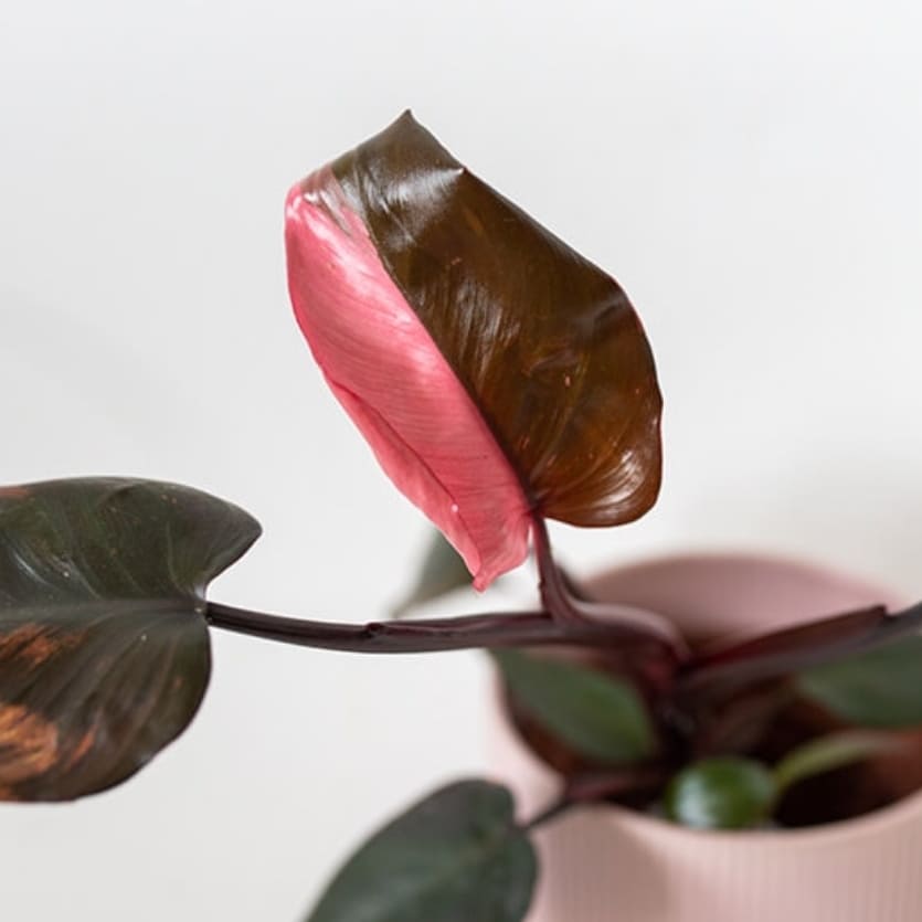 Philondendron Pink Princess - Mini - Plant Studio LLC